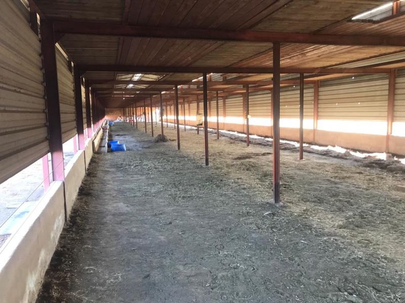A large, open-plan agricultural utility space featuring a timber roof structure, metal support columns, and corrugated wall cladding, suitable for livestock or storage.