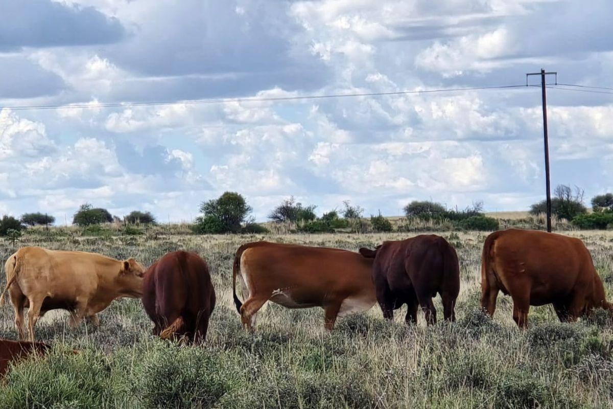A wide view of the farm landscape featuring open grazing land with utility infrastructure visible in the distance.