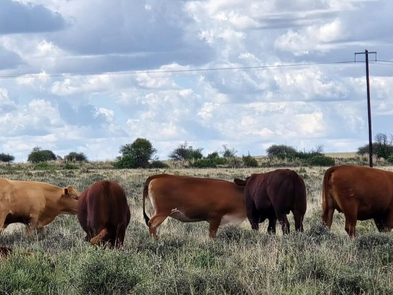 A wide view of the farm landscape featuring open grazing land with utility infrastructure visible in the distance.