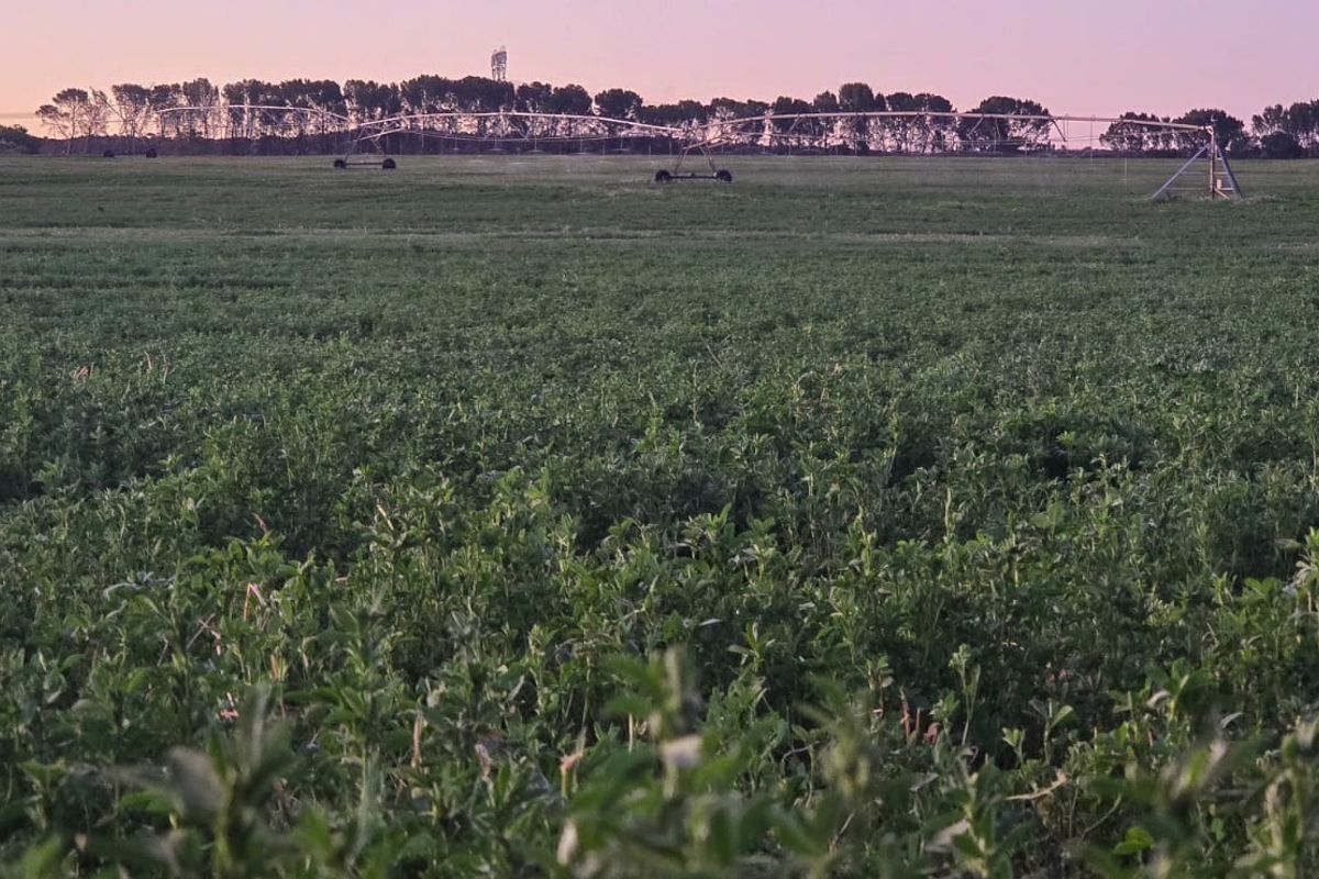 Expansive agricultural farmland featuring a functional center pivot irrigation system under a sunset sky.
