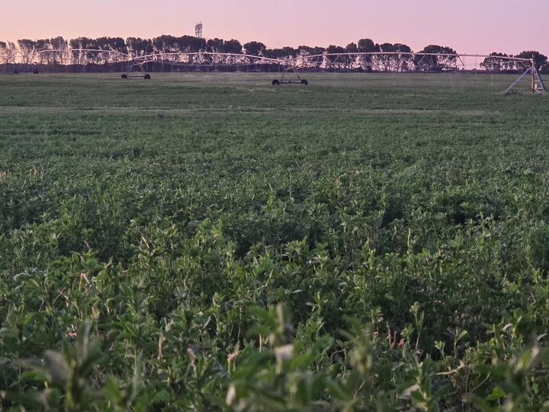 Expansive agricultural farmland featuring a functional center pivot irrigation system under a sunset sky.