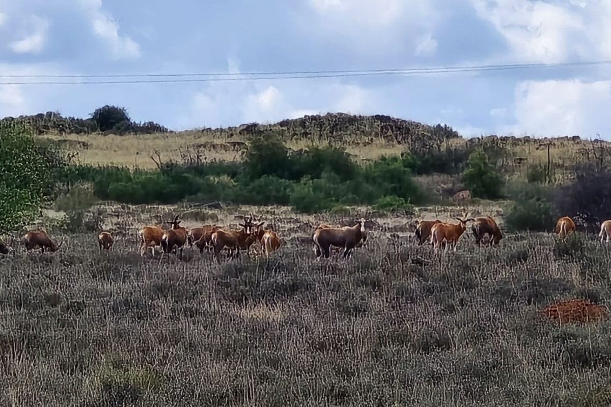 A scenic view of the farm landscape featuring open grazing land and natural vegetation.