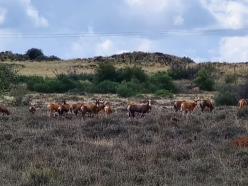 A scenic view of the farm landscape featuring open grazing land and natural vegetation.
