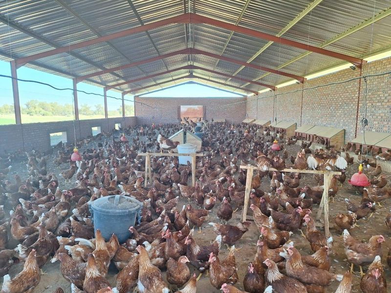 Large-scale agricultural poultry housing facility featuring a durable corrugated metal roof, exposed steel structural trusses, and solid brick wall construction.