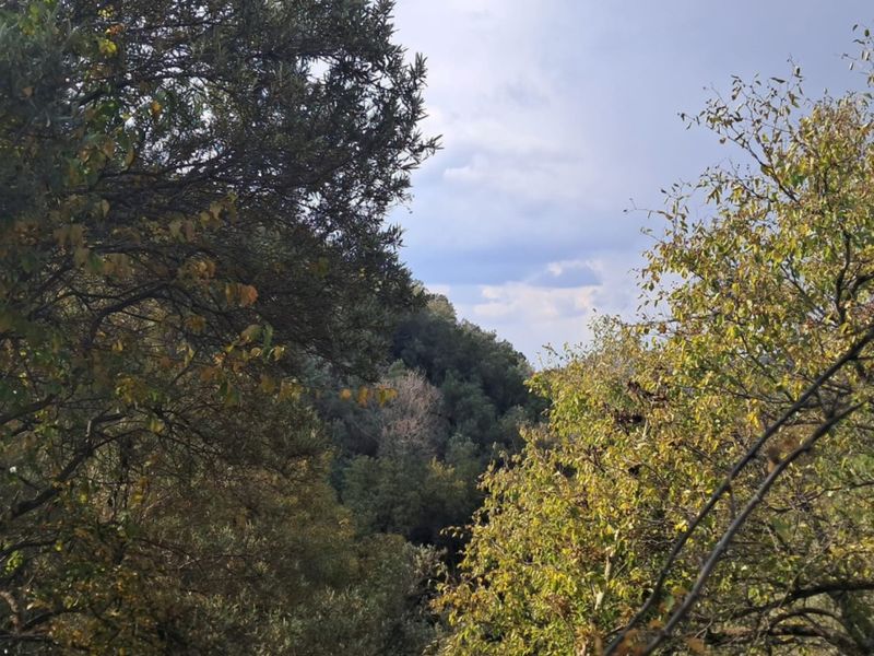 A scenic view of the surrounding natural landscape and dense vegetation on the farm property.
