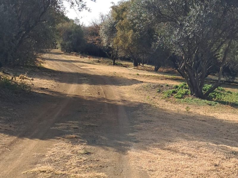 A scenic dirt access road winding through mature trees on the farm property.