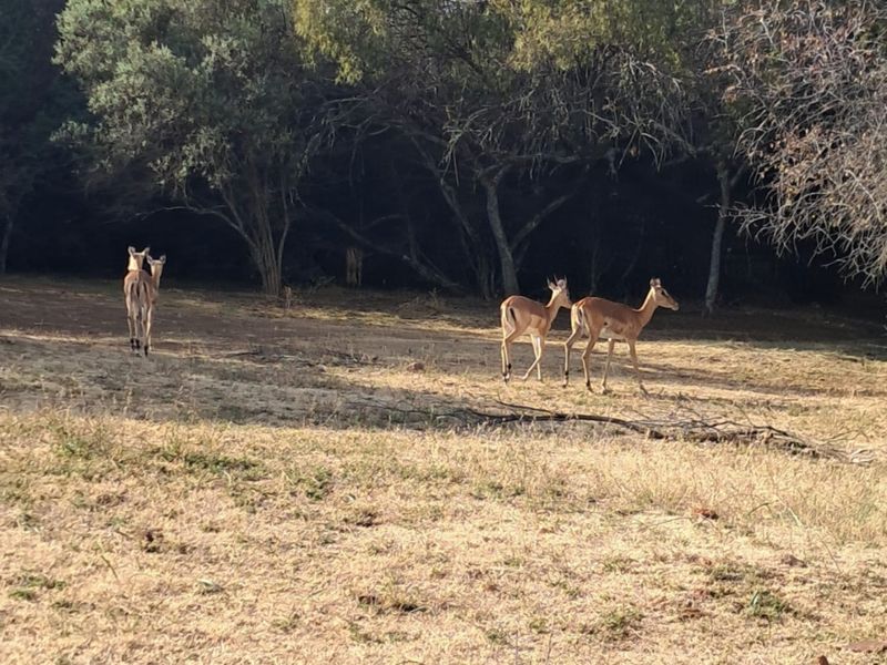 A scenic view of the farm landscape featuring natural vegetation and indigenous trees, showcasing the property's rural character and wildlife.