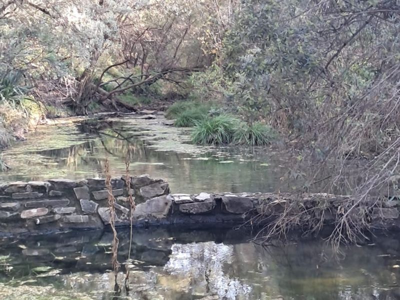 A tranquil natural stream featuring a rustic stone retaining wall, surrounded by lush trees and native vegetation on the farm property.