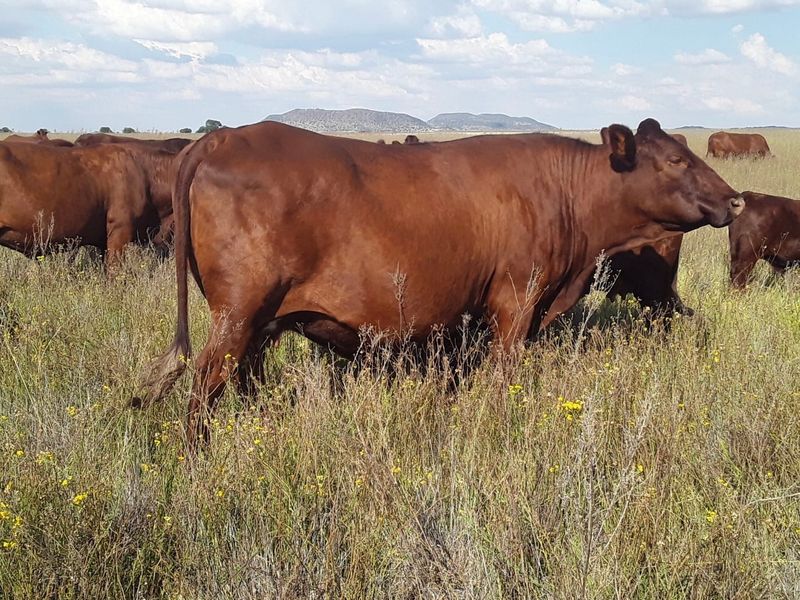 A view of cattle grazing in an open field on the farm property.