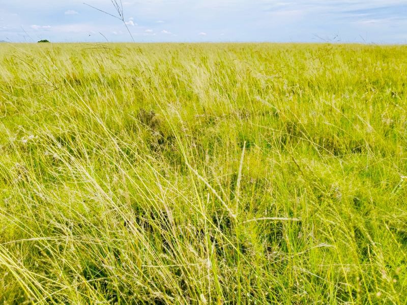 Expansive view of open grassland and natural veld on the farm property.