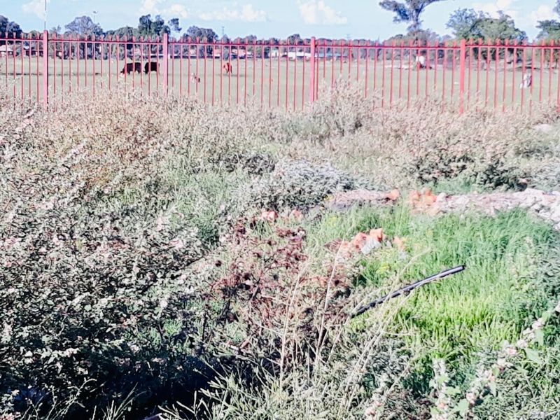 A view of a vacant residential plot featuring overgrown vegetation and a metal perimeter fence.