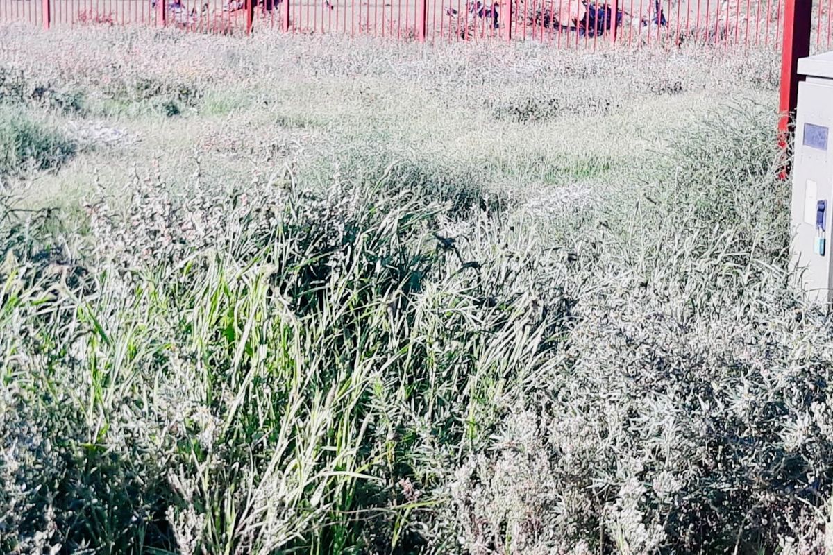 A view of a vacant residential plot featuring overgrown grass, a metal perimeter fence, and an installed electrical utility box.