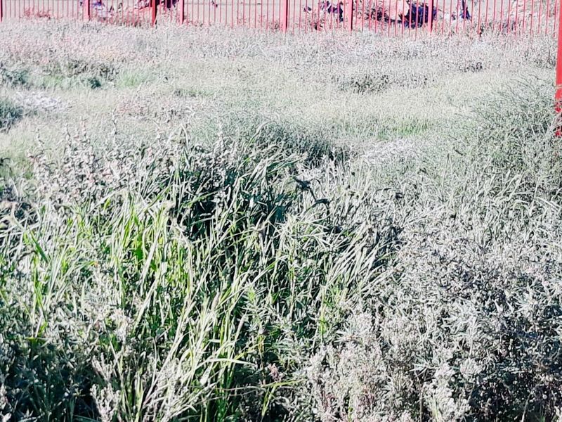 A view of a vacant residential plot featuring overgrown grass, a metal perimeter fence, and an installed electrical utility box.