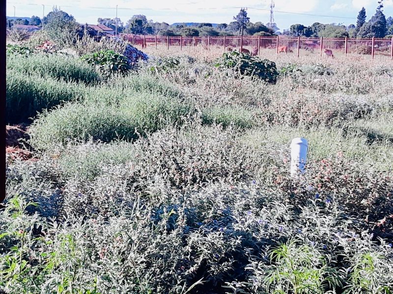 A vacant residential plot featuring overgrown vegetation, perimeter metal fencing, and existing utility infrastructure including an electrical box and pipe.