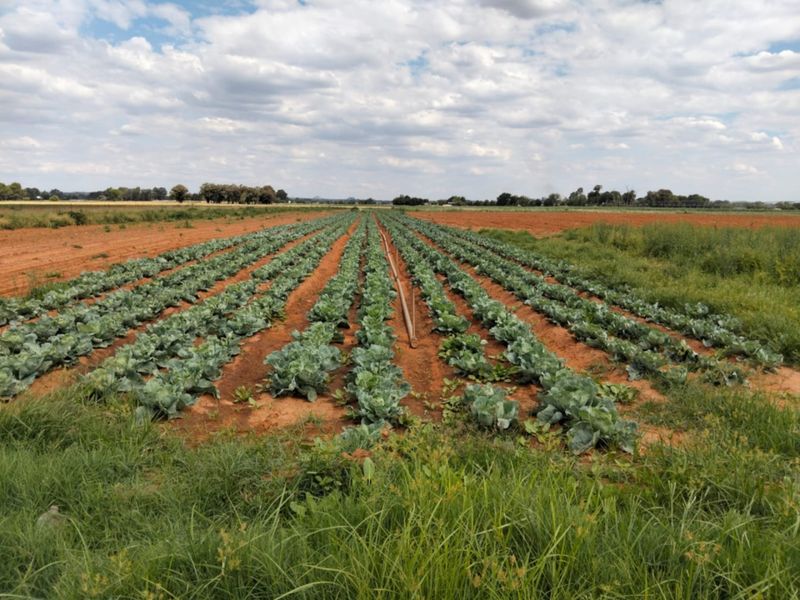 An expansive agricultural field featuring organized rows of crops with integrated irrigation infrastructure, set against a clear rural landscape.