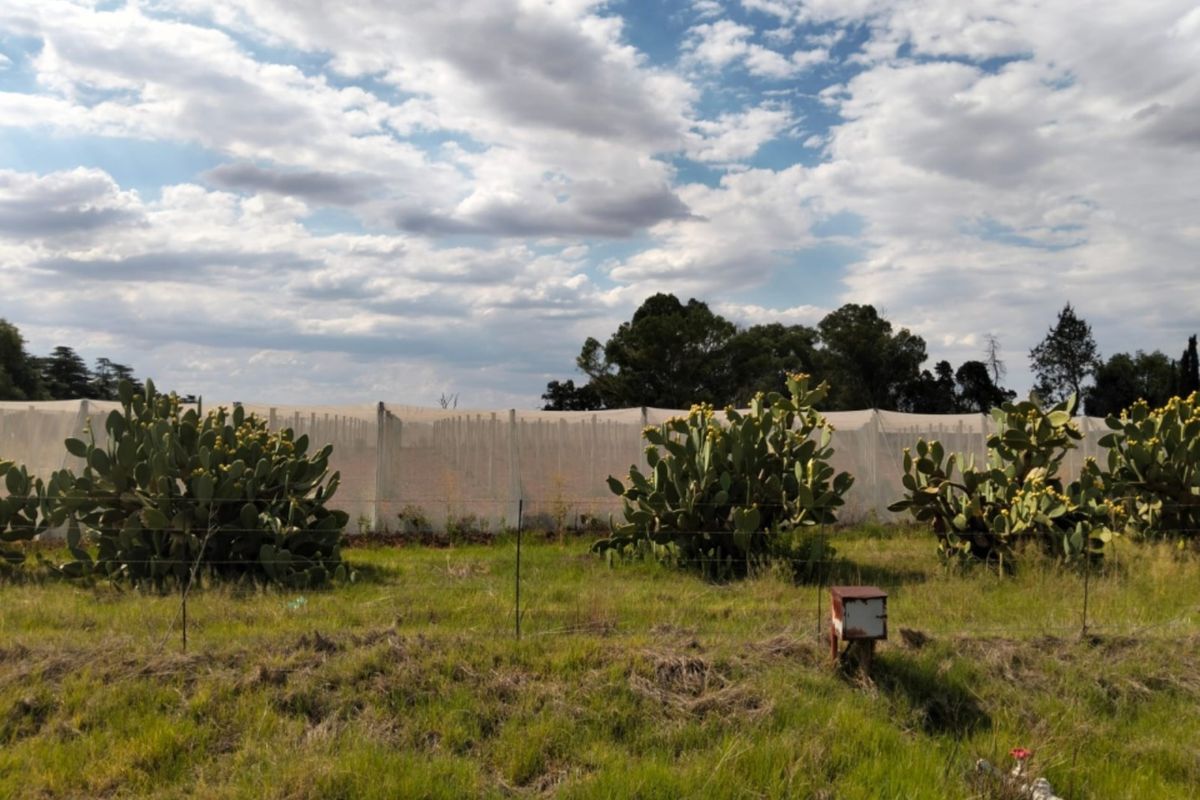 A view of the farm grounds featuring established cactus plants, wire perimeter fencing, and agricultural netting protecting the crops.