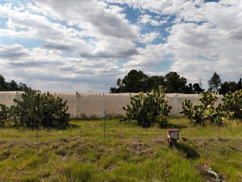 A view of the farm grounds featuring established cactus plants, wire perimeter fencing, and agricultural netting protecting the crops.