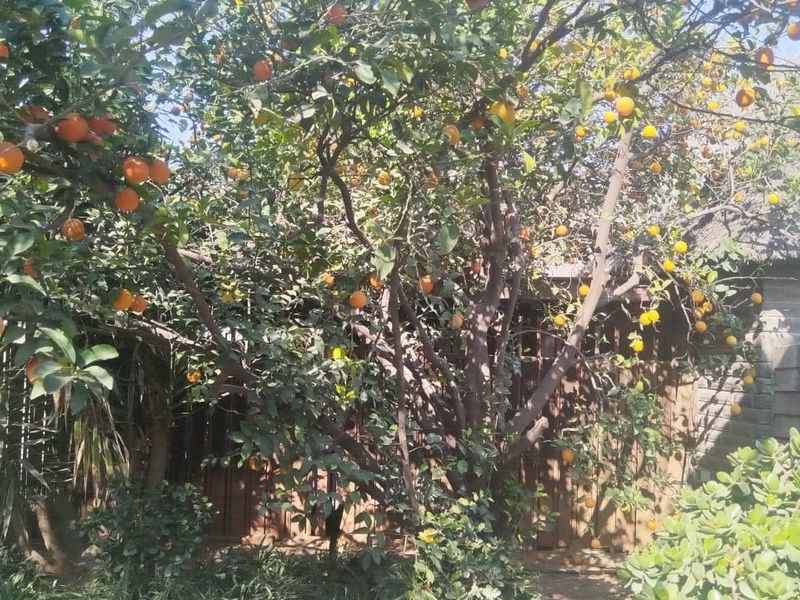 A lush garden area featuring a mature, fruit-bearing citrus tree set against a stone wall and traditional thatch roof structure.
