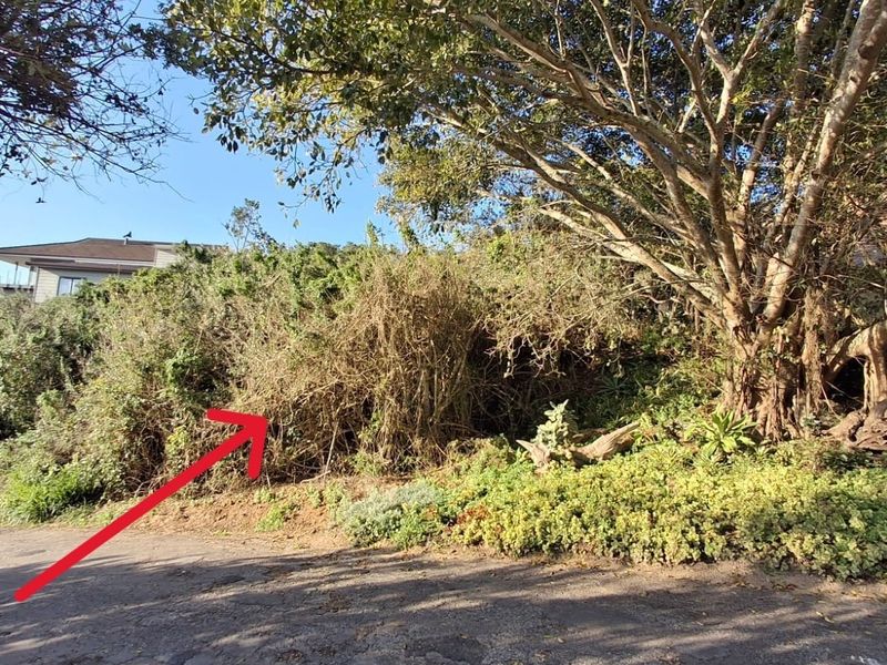 A view of the residential vacant land plot featuring mature trees and dense overgrown vegetation, accessible via a paved road.