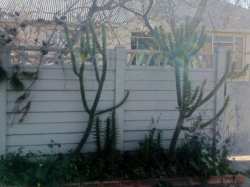 Front view of the property featuring a precast concrete boundary wall with security spikes and a metal gate, partially obscured by mature cacti.