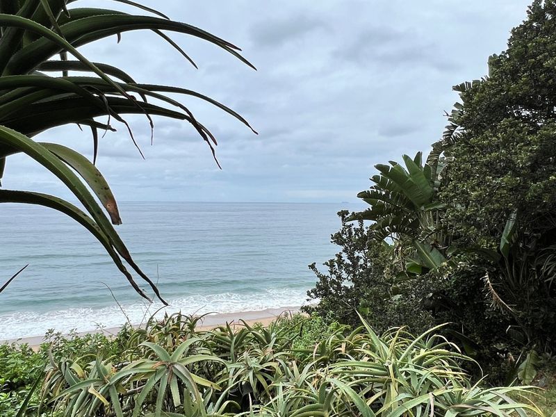 A scenic coastal view overlooking the ocean and sandy beach, framed by lush indigenous coastal vegetation.