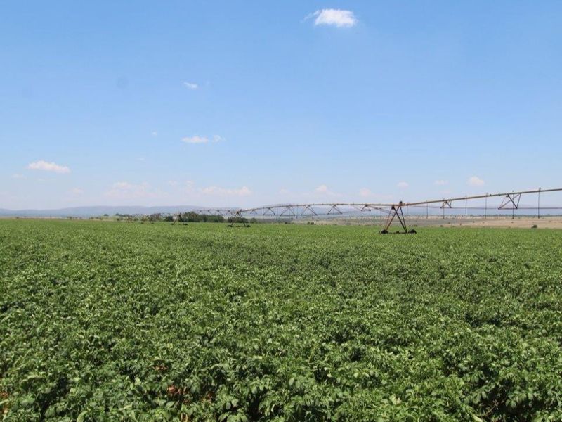 Expansive agricultural farmland featuring a large-scale center pivot irrigation system for efficient crop cultivation.