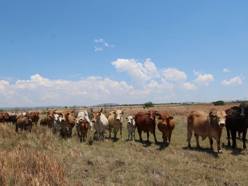 A wide-angle view of the farm property featuring open grazing land and livestock.