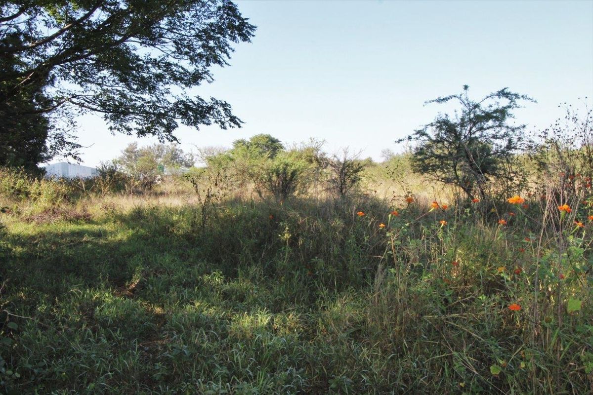 A view of the undeveloped commercial land featuring natural vegetation and mature trees.