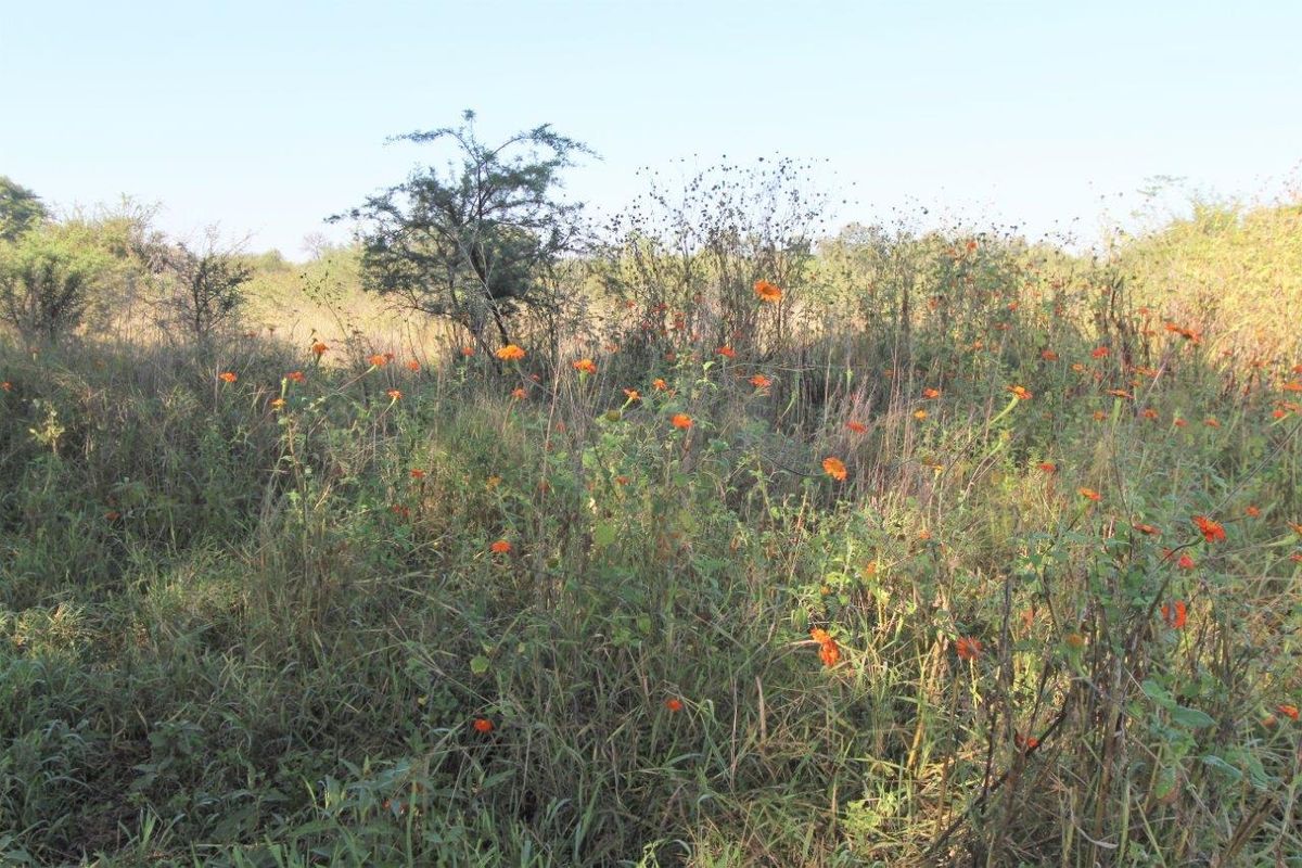 A view of the undeveloped commercial land featuring natural wild vegetation and native shrubs across the site.