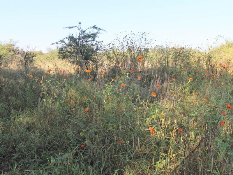 A view of the undeveloped commercial land featuring natural wild vegetation and native shrubs across the site.