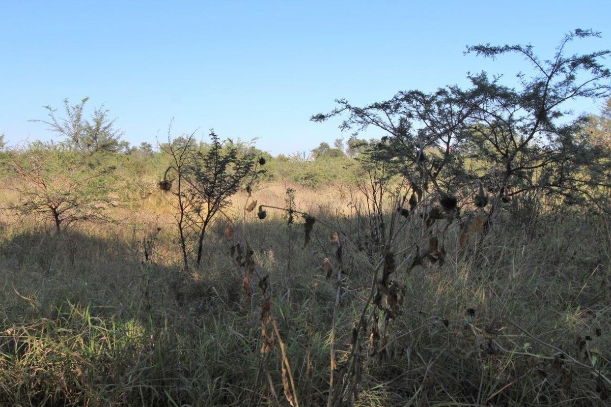 A view of undeveloped, naturally vegetated commercial land featuring native shrubs and grasses under a clear sky.