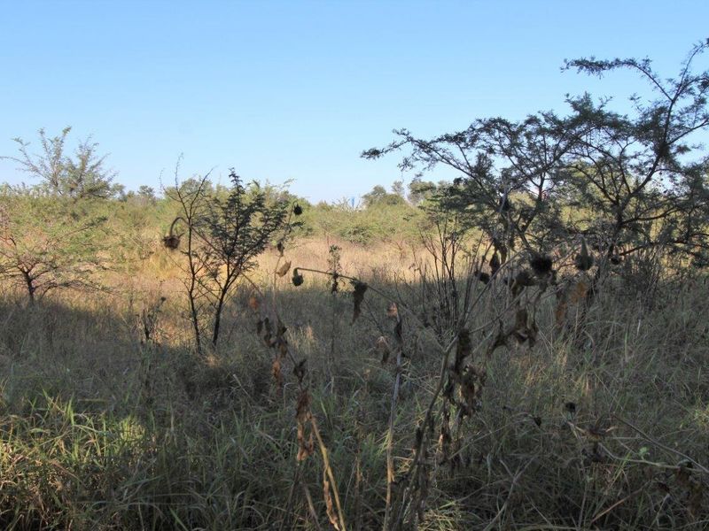 A view of undeveloped, naturally vegetated commercial land featuring native shrubs and grasses under a clear sky.