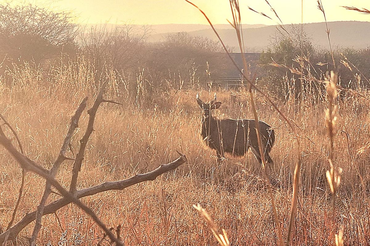 A scenic view of undeveloped natural land featuring tall dry grass and local wildlife at sunset.