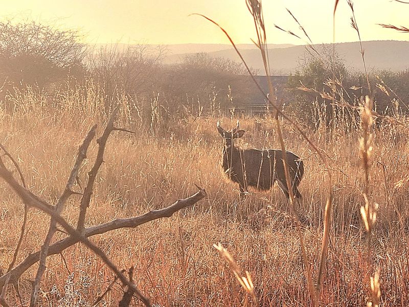 A scenic view of undeveloped natural land featuring tall dry grass and local wildlife at sunset.