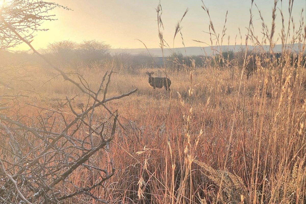 A scenic view of the vacant commercial land featuring natural grassland and native vegetation at sunset.