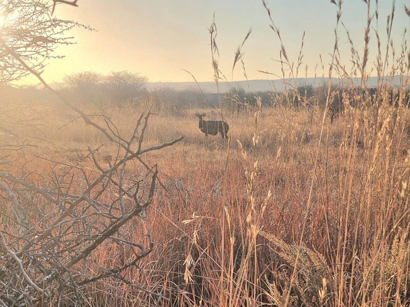 A scenic view of the vacant commercial land featuring natural grassland and native vegetation at sunset.