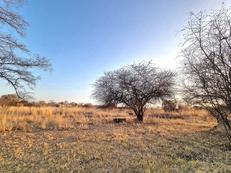 A view of a vacant commercial land plot featuring natural dry grassland and mature indigenous trees under a clear sky.