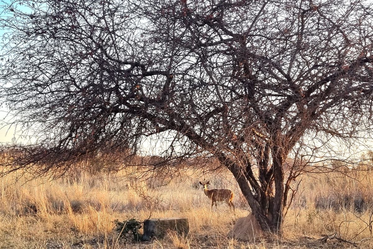 A view of the vacant land featuring natural vegetation and a large tree.