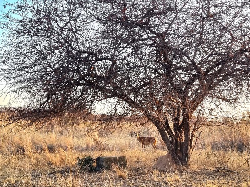 A view of the vacant land featuring natural vegetation and a large tree.