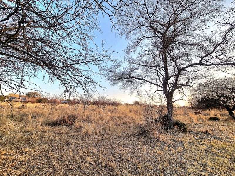 A scenic view of the vacant commercial land featuring natural dry grass and mature trees under a clear sky.