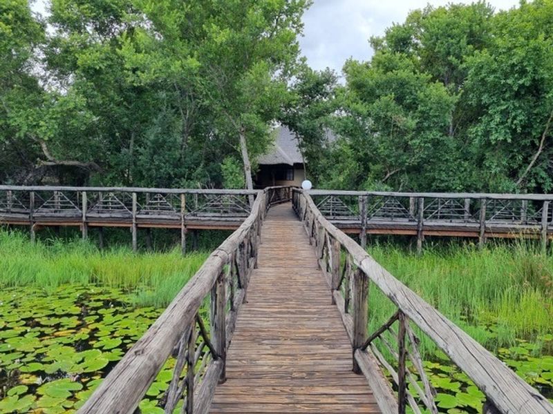 A rustic wooden boardwalk leading through a lush, green wetland area towards a thatched-roof structure on this farm property.