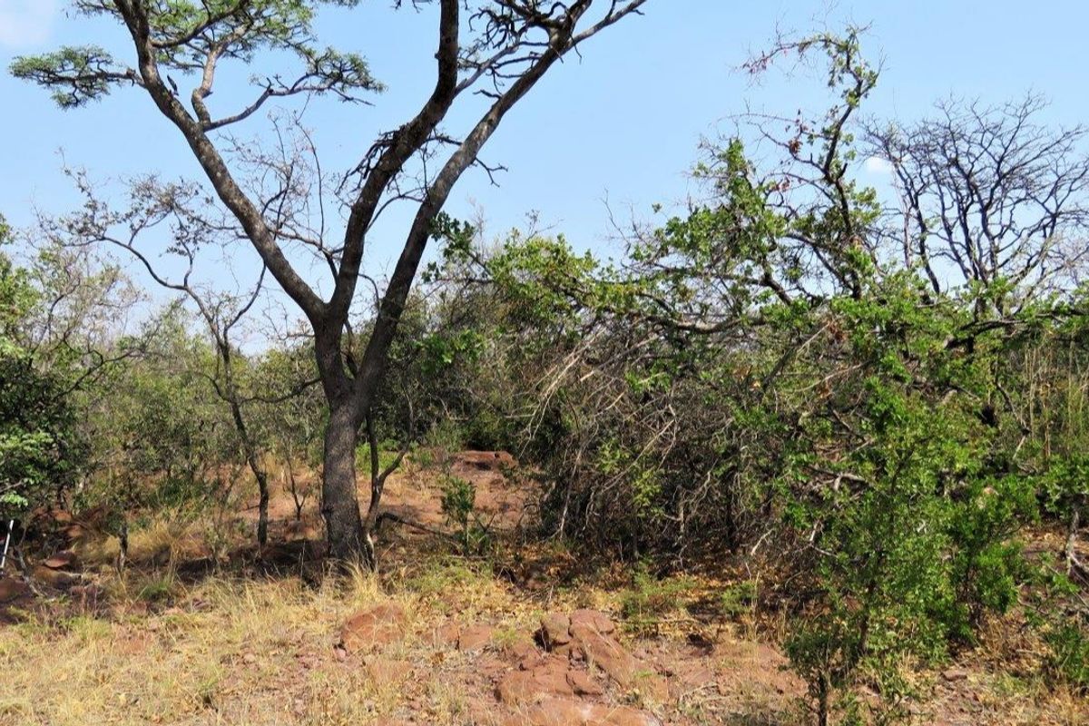 Breath taking stand in the beautiful Leopard's Rock Wildlife Estate - Photo 5