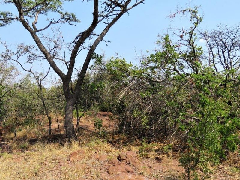 Breath taking stand in the beautiful Leopard's Rock Wildlife Estate - Photo 5