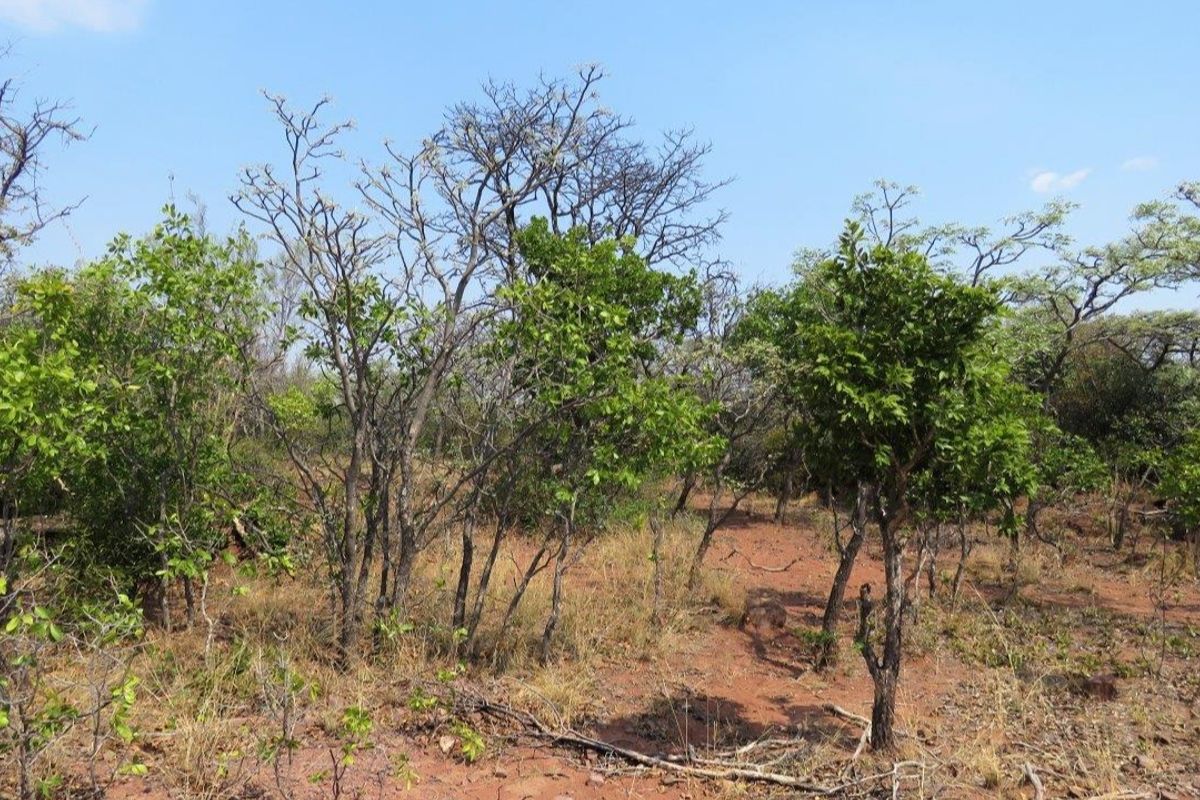 Breath taking stand in the beautiful Leopard's Rock Wildlife Estate - Photo 4