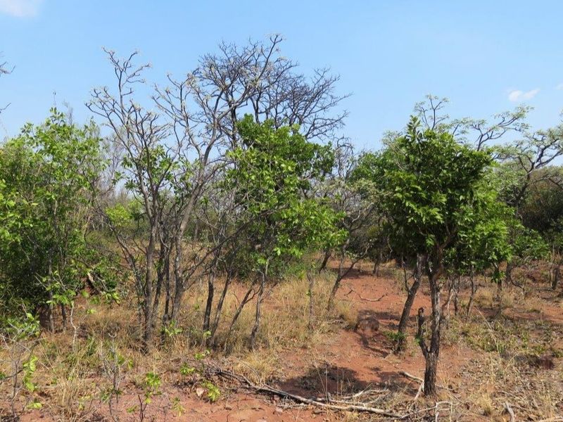 Breath taking stand in the beautiful Leopard's Rock Wildlife Estate - Photo 4