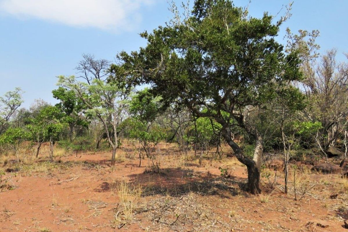 Breath taking stand in the beautiful Leopard's Rock Wildlife Estate - Photo 3