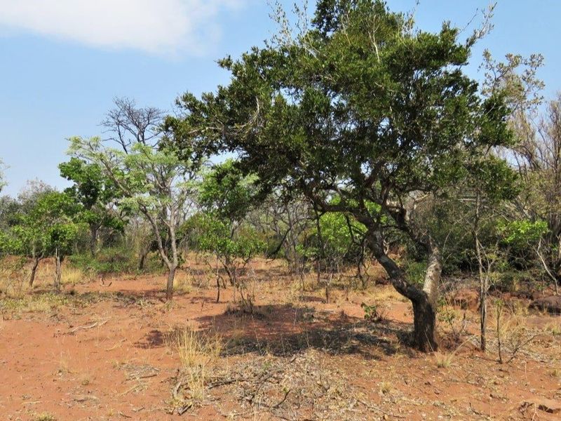 Breath taking stand in the beautiful Leopard's Rock Wildlife Estate - Photo 3