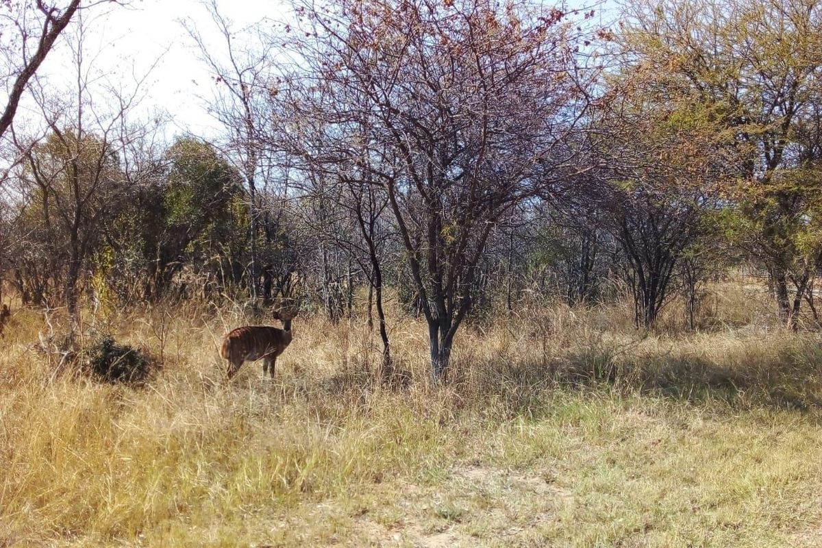 EXCLUSIVE Bushveld Green belt - Exciting Scope For your Golfers Paradise Dream Home - Photo 4
