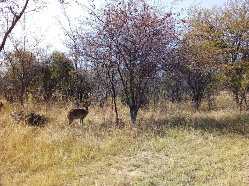 EXCLUSIVE Bushveld Green belt - Exciting Scope For your Golfers Paradise Dream Home - Photo 4