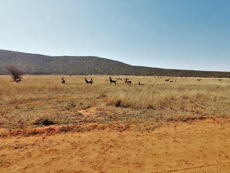 Expansive vacant residential land featuring natural dry grassland, indigenous vegetation, and scenic mountain views, ideal for a private bushveld retreat.